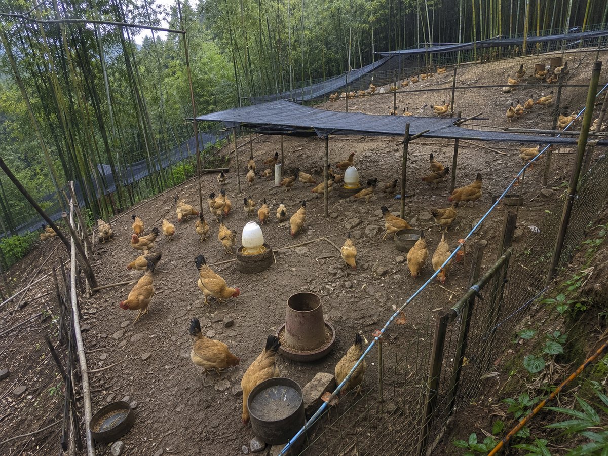 山地棚舍和鸡群日常活动的固定视角画面